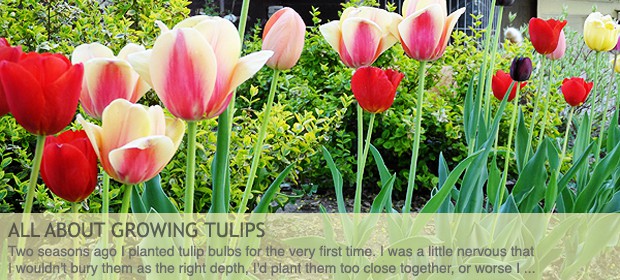 About Growing Tulips