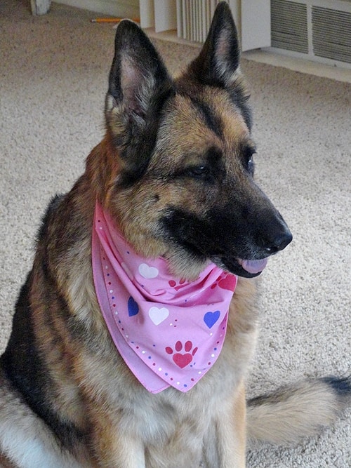 German shepherd with clearance bandana