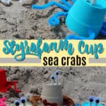 styrofoam cup sea crabs pin image
