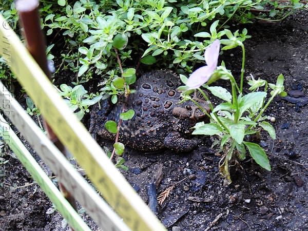 Herb Garden Sign: Toads Welcome CraftsbyAmanda.com