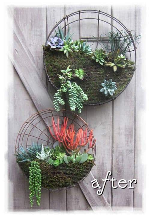 Succulents in a Fan - Rancho Reub Idoux