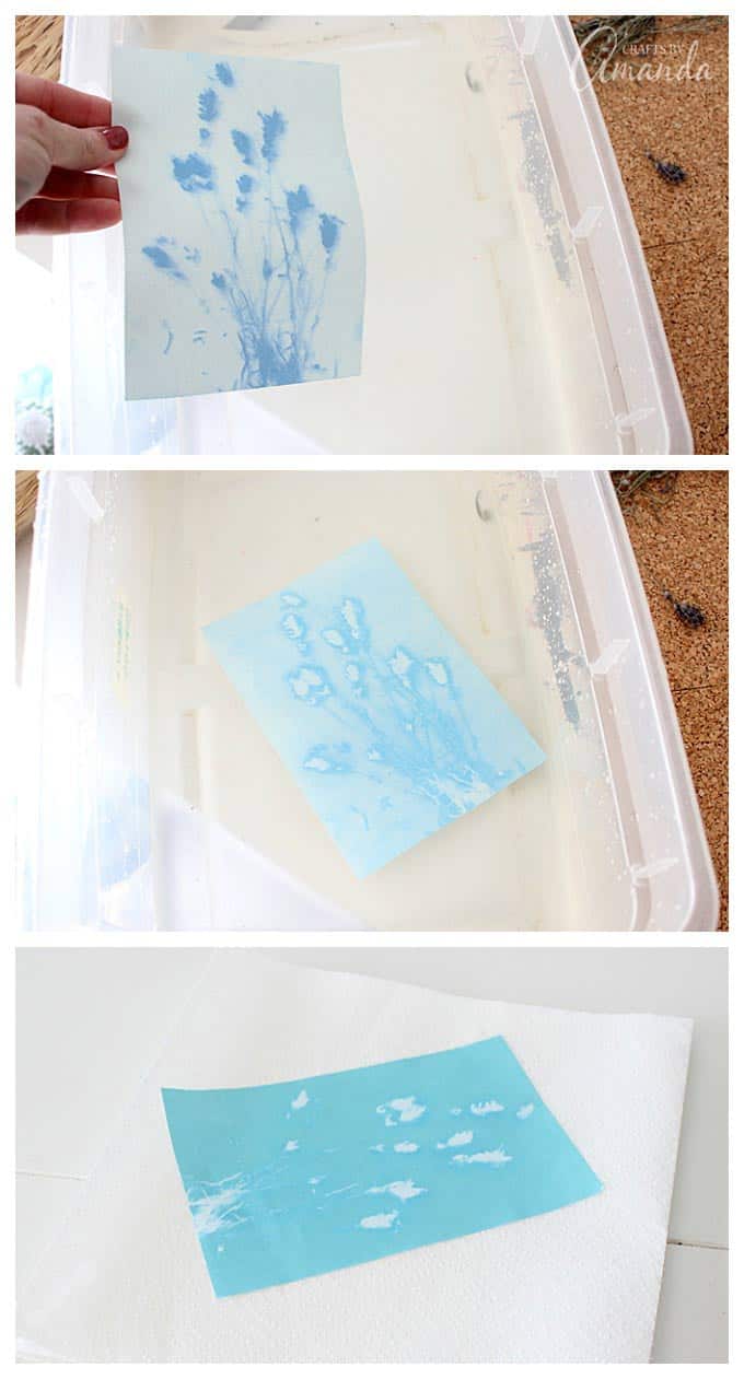 submerging sun print paper in water