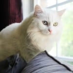 The Secret Life of My Cat