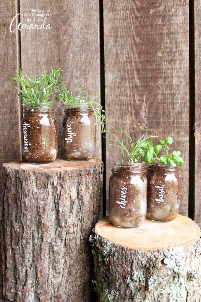 Herbs growing in mason jars. Mason Jar Herb Garden