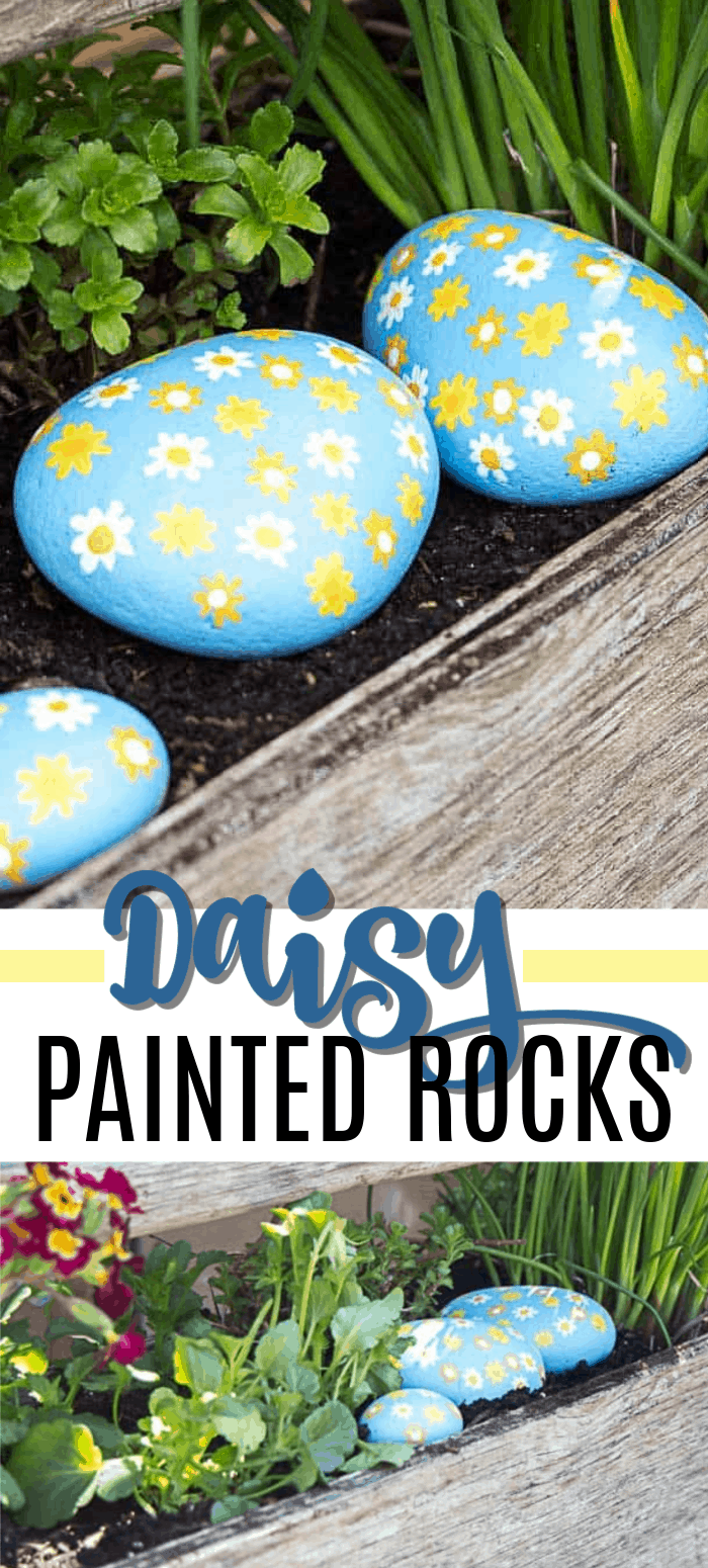 Daisy Painted Rocks