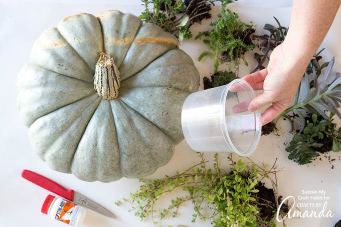 Supplies you'll need to make a succulent pumpkin