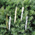 Make these hot glue icicle ornaments for your tree in minutes!