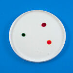 plastic lid filled with glue and three dots of food coloring